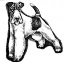 Foxterier drsnosrstý