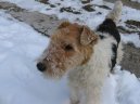 :  > Foxterier drsnosrstý (Fox Terrier Wire)