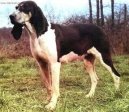 :  > Velký francouzsko-anglický bílo-černý honič (Great Anglo-French White and Black Hound)