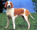 :  > Francouzský bílo-oranžový honič (French White and Orange Hound)