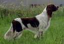 :  > Francouzský dlouhosrstý ohař (French spaniel)