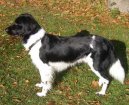 :  > Frízský ohař (Stabyhoun, Frisian Pointing Dog)
