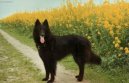 Belgický ovčák - Groenendael