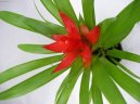 :  > Guzmánie (Guzmania)