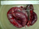 :  > Gynekologie (Psi/Kočky) (Veterinární zákroky)