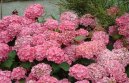 :  > Hortenzie velkolistá (Hydrangea)