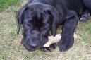 :  > Italský corso pes (Cane Corso Italiano)