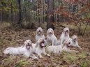 Italský spinone
