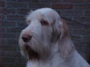 Italský spinone