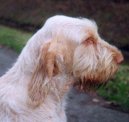 Italský spinone