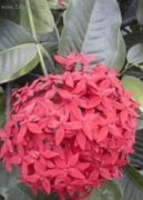 Ixora šarlatová