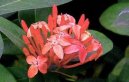 Ixora šarlatová