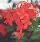 Ixora šarlatová