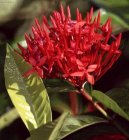 Ixora šarlatová