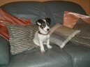 Jack Russelův Teriér