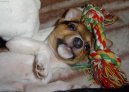 Jack Russelův Teriér