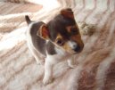 Jack Russelův Teriér