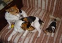 Jack Russelův Teriér