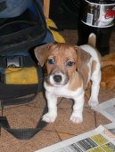 Jack Russelův Teriér