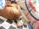 Jack Russelův Teriér
