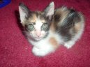 :  > Japonský bobtail (Japanese Bobtail Cat)