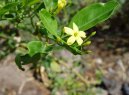 :  > Jasmín (Jasminum officinale)