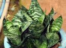 :  > Tchýnin jazyk, tenura (Sansevieria)