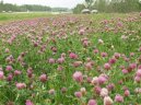:  > Jetel Luční (Trifolium pratense)