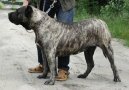 :  > Kanárská doga (Dogo Canario)