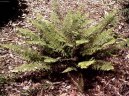 :  > Kapradina bodlinatá (Polystichum)