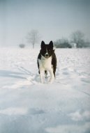 :  > Karelský medvědí pes (Karjalankarhukoira, Karelian Bear Dog)