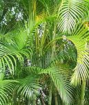 :  > Chrysalidokarpus nažloutlý (Chrysalidocarpus lutescens)