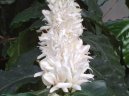 :  > Kávovník (Coffea)