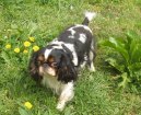 :  > King Charles španěl (King Charles Spaniel)