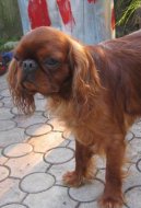 King Charles španěl