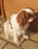 King Charles španěl