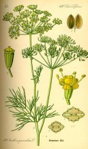 :  > Kopr Vonný (Anethum graveolens L.)