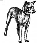 :  > Korejský Jindo Dog (Korea Jindo Dog)