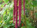 :  > Láskavec (Amaranthus)
