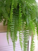 :  > Ledviník ztepilý (Nephrolepis exaltata)