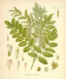 :  > Lékořice Lysá (Glycyrrhiza glabra)