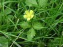 :  > Lesní jahody, jahodník (Duchesnea indica)