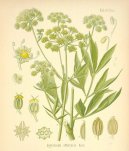 :  > Libeček lékařský (Levisticum, officinale Koch)