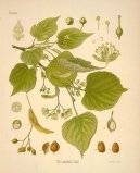 :  > Lípa Evropská (Tilia europaea)