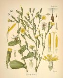 :  > Locika Jedovatá (Lactuca virosa)