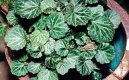 :  > Lomikámen výběžkatý (Saxifraga stolonifera)