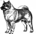 :  > Norský losí pes černý (Norsk Elghund black)