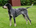 :  > Malý modrý gaskoňský honič (Small Gascony Blue)