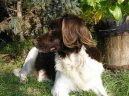 :  > Malý münsterlandský ohař (Kleiner Munsterlander Vorstehhund)