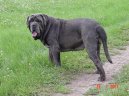 :  > Neapolský mastin (Mastino Napoletano)